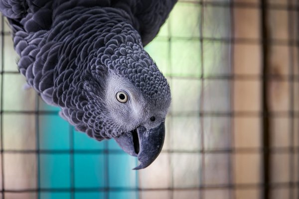 What Are Some Unusual Traits of UK Cats?